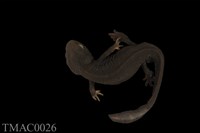 藏品(紅腹蠑螈)的圖片